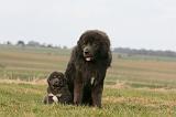 DOGUE DU TIBET 755